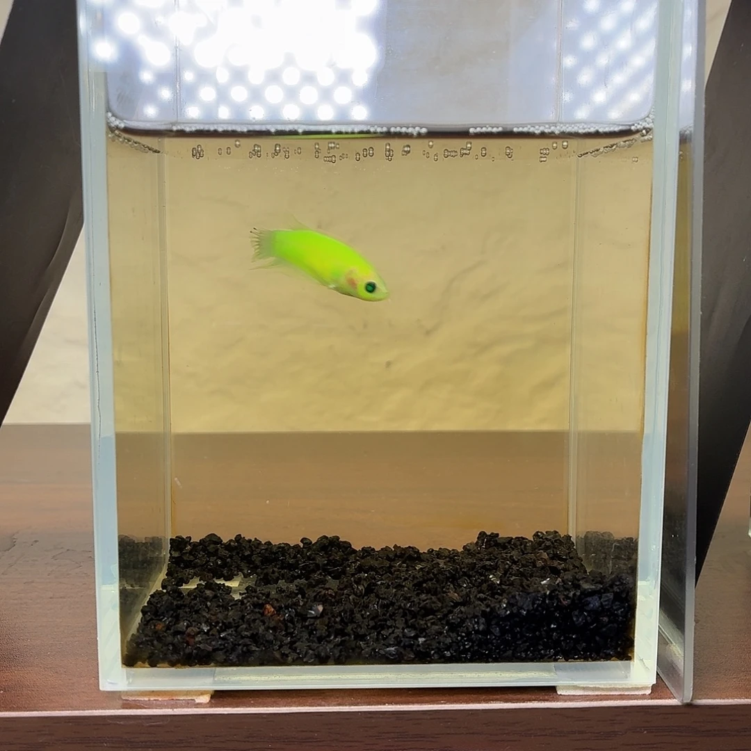 斗鱼荧光将军母鱼