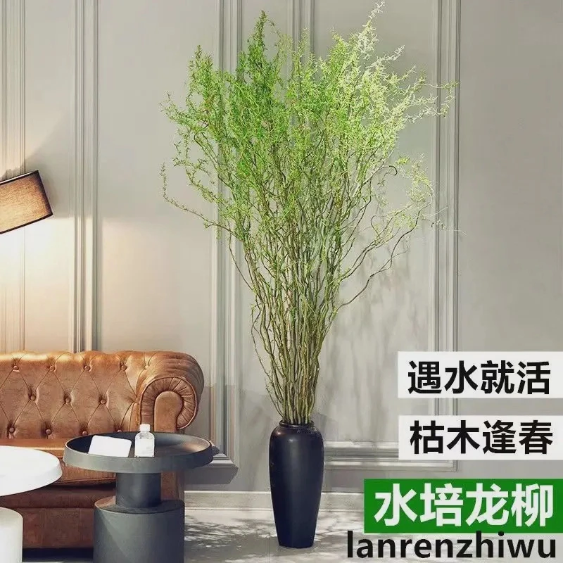 精品水培龙柳鲜枝插花客厅室内水培植物四季好养绿植懒人水培装饰