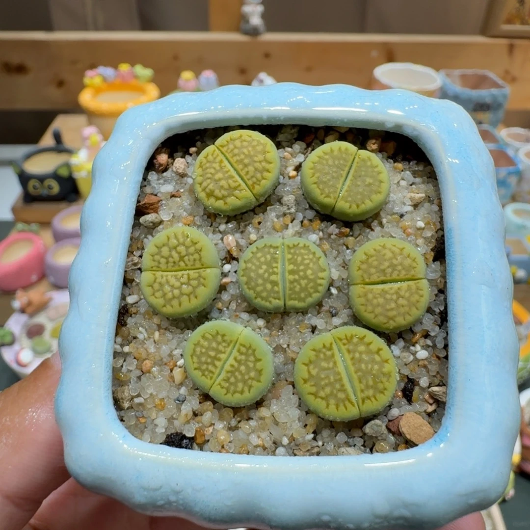 蘑菇1177黄巴厘彩拼多肉植物