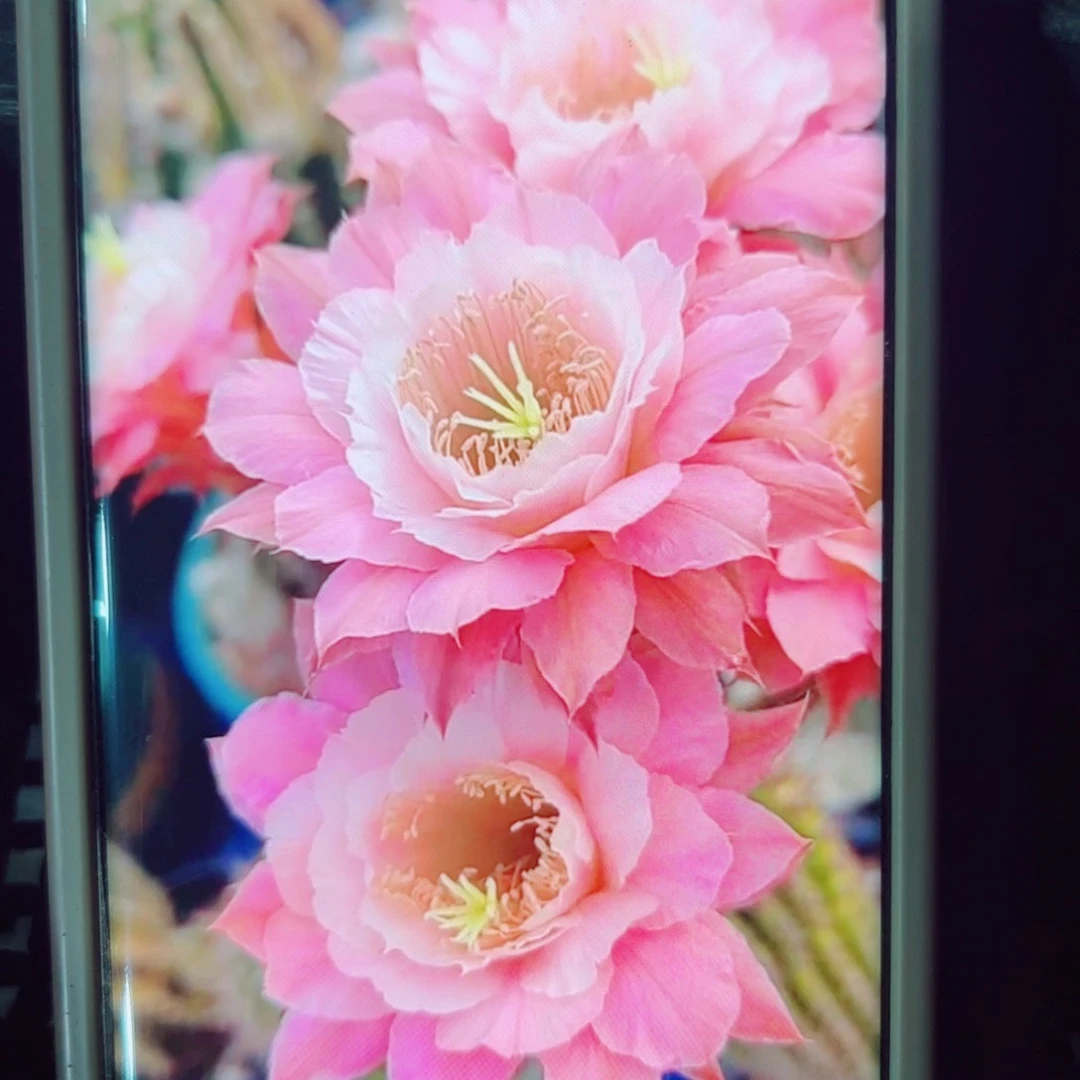 下53金妞奈何歪无根侧芽5公分左右20包邮