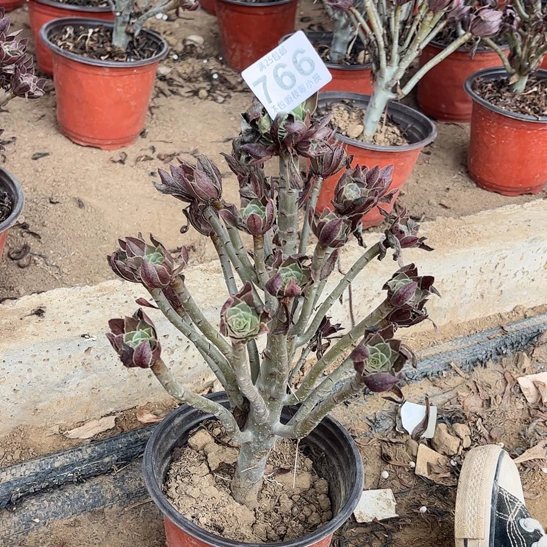 灰发766不包断枝的