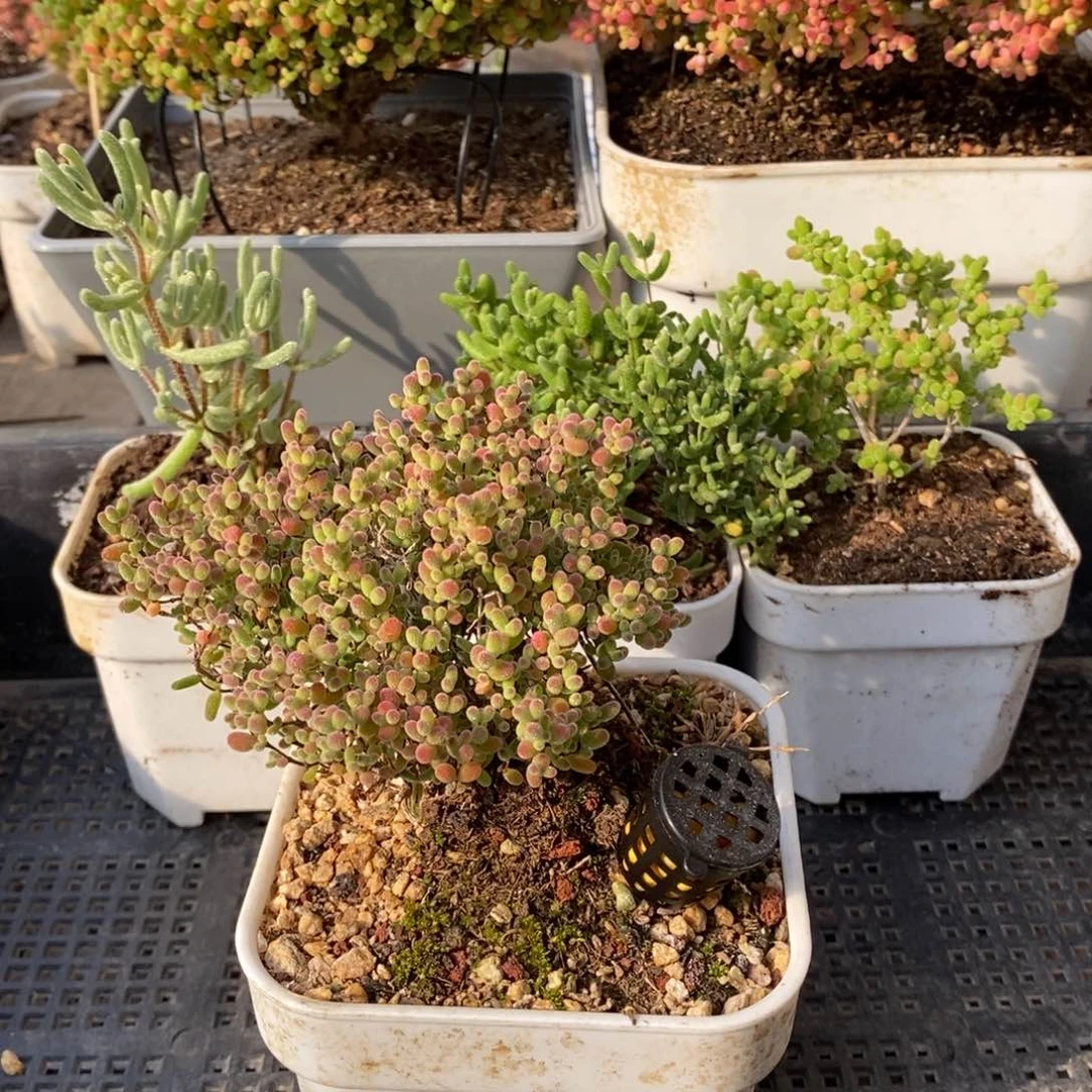 枝干番杏多肉植物038