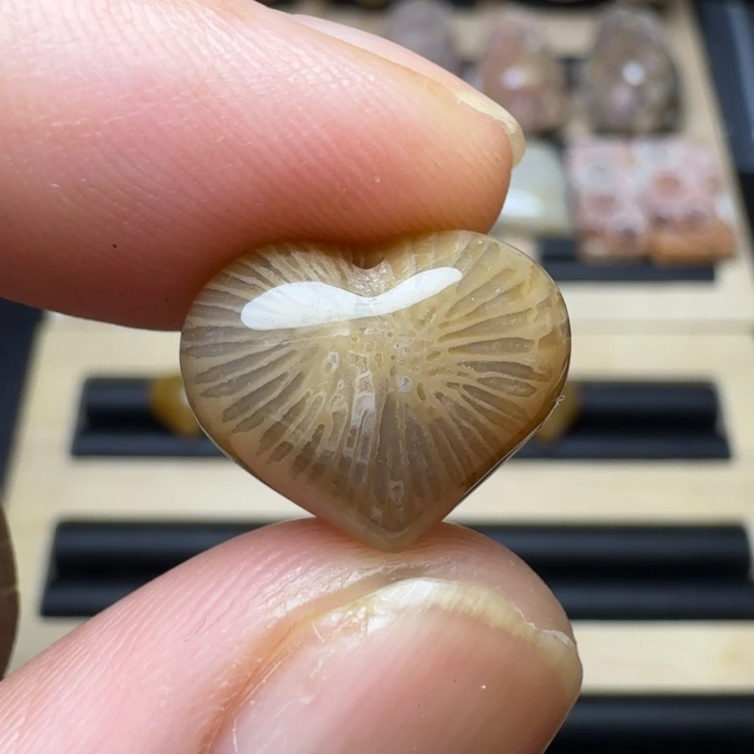 硅化珊瑚（珊瑚玉）未镶嵌纯天然色有机玉石保真色