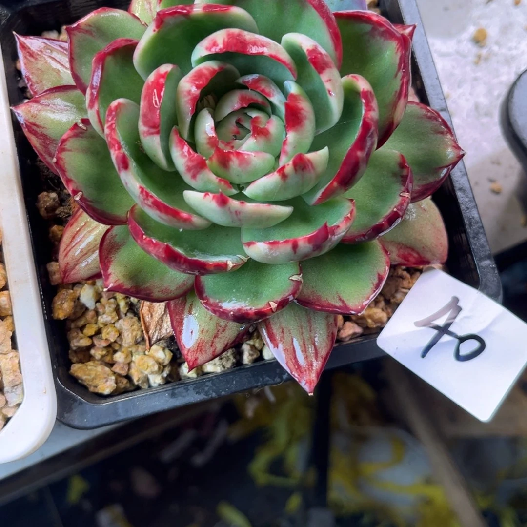 唯***一1、1-40惊鸿仙子单头