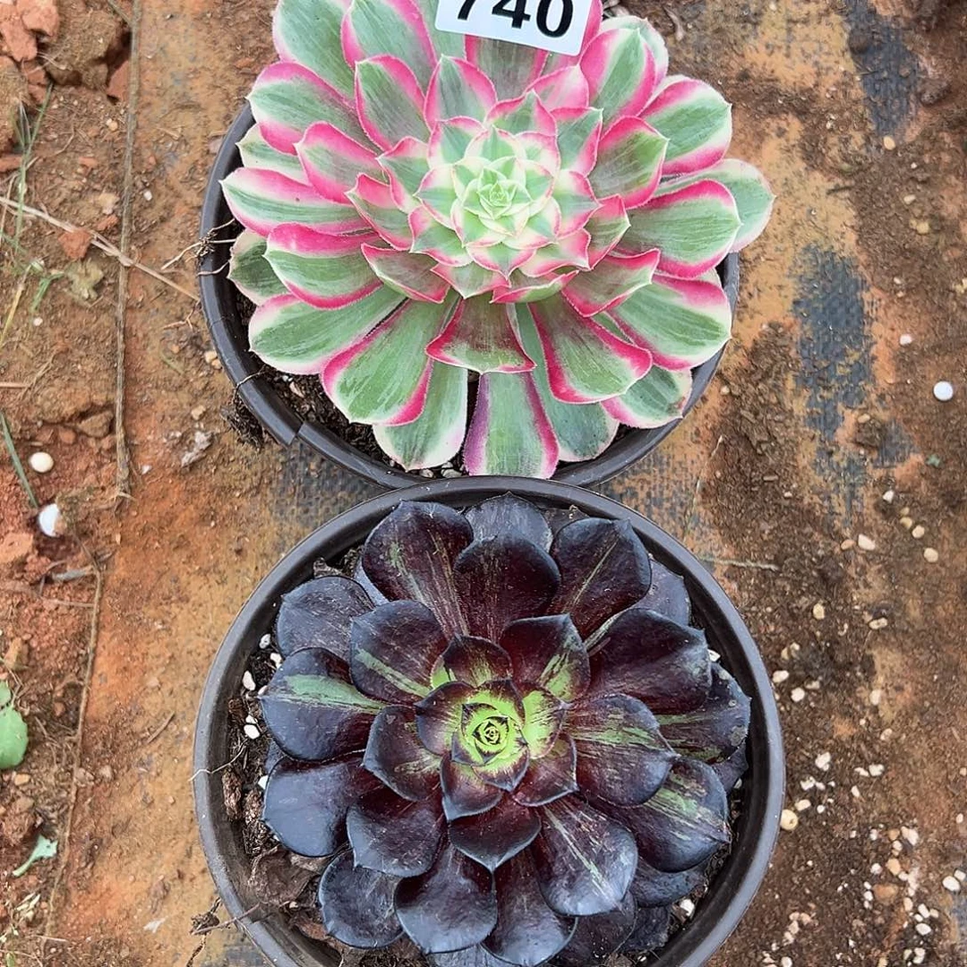 精品多肉植物740组合脸谱