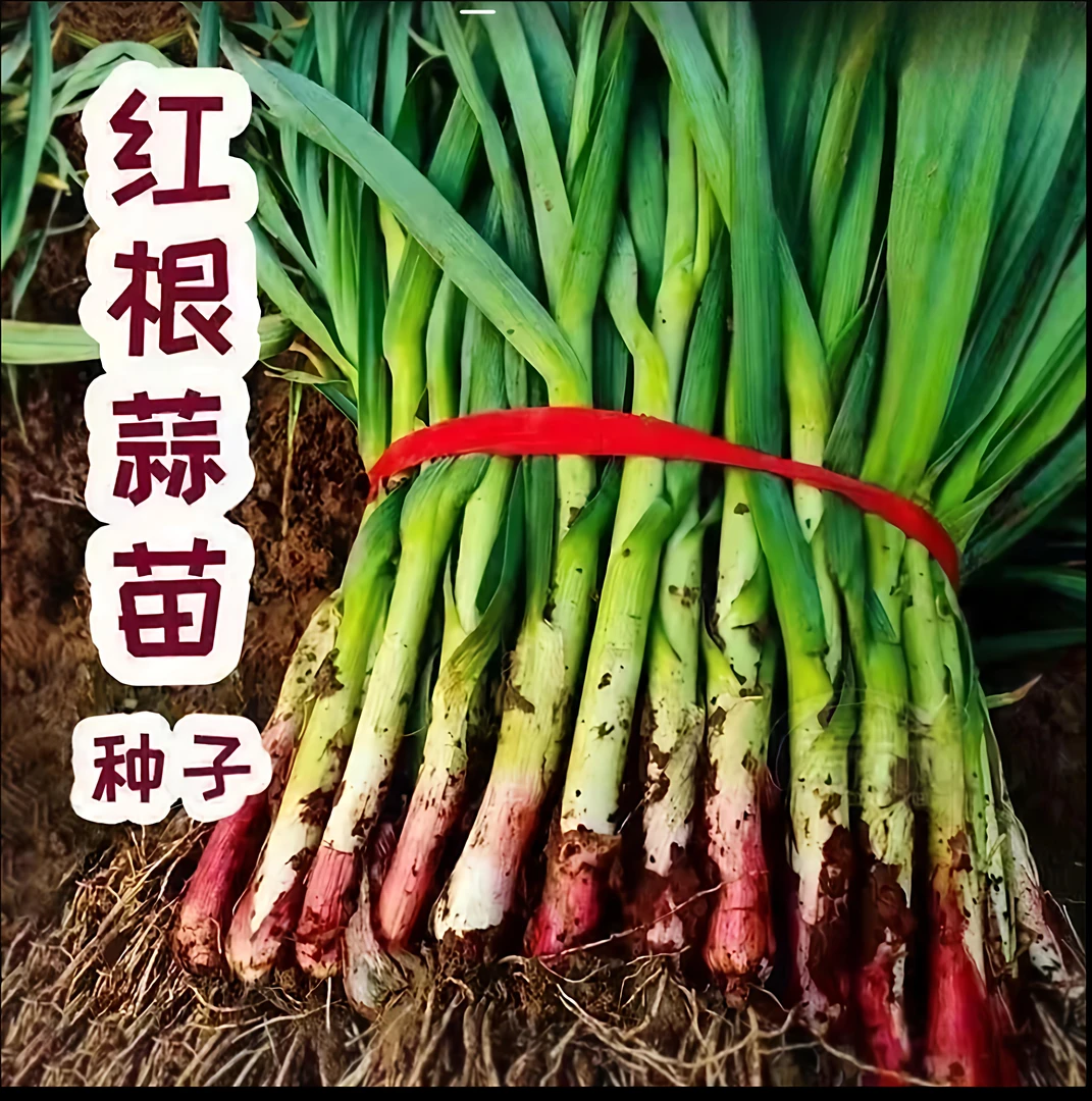 【紫根蒜苗种子】家庭阳台小院盆栽地栽四季种植