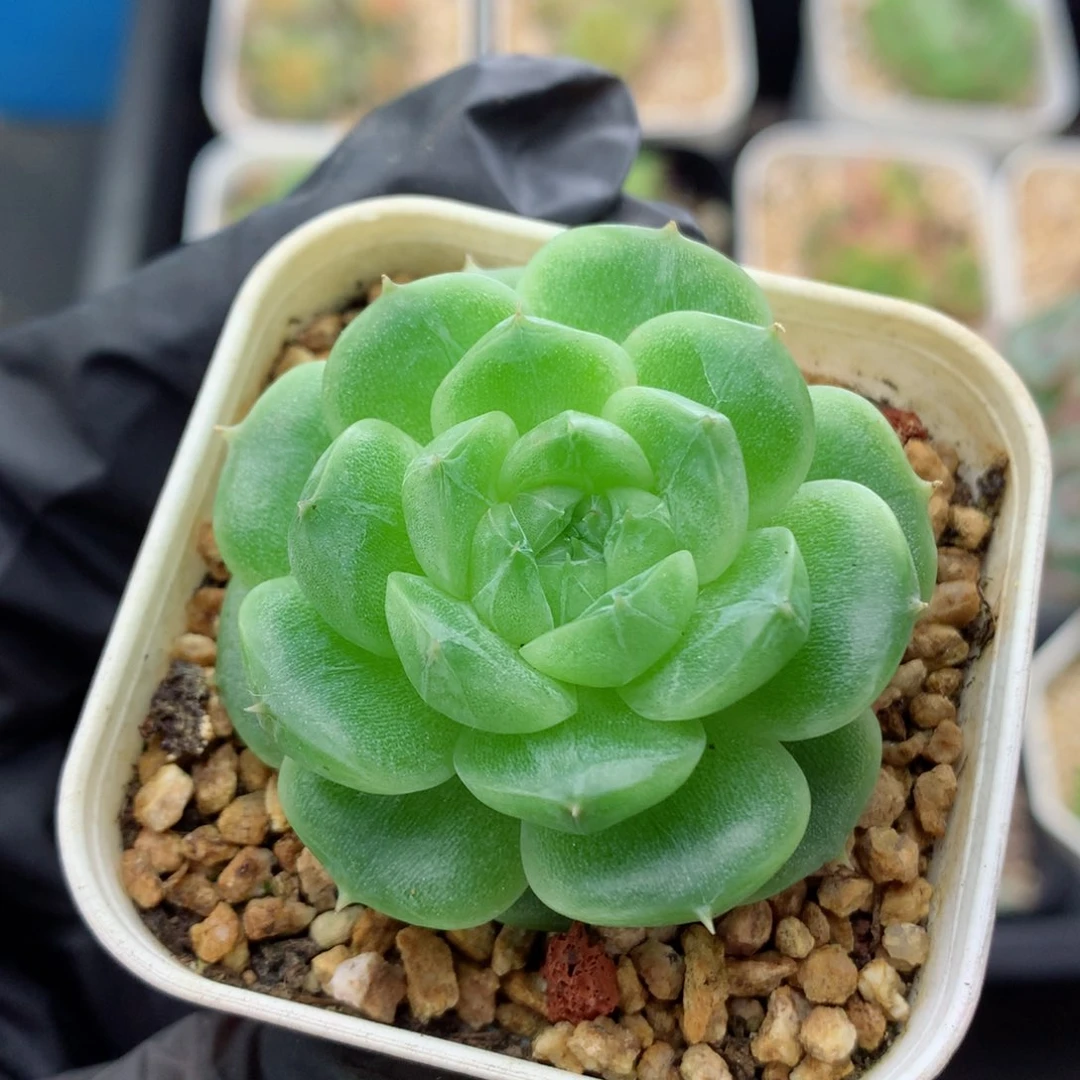 58包邮  群生不包整87