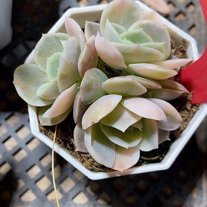 多肉植物蓝色惊喜锦145多肉