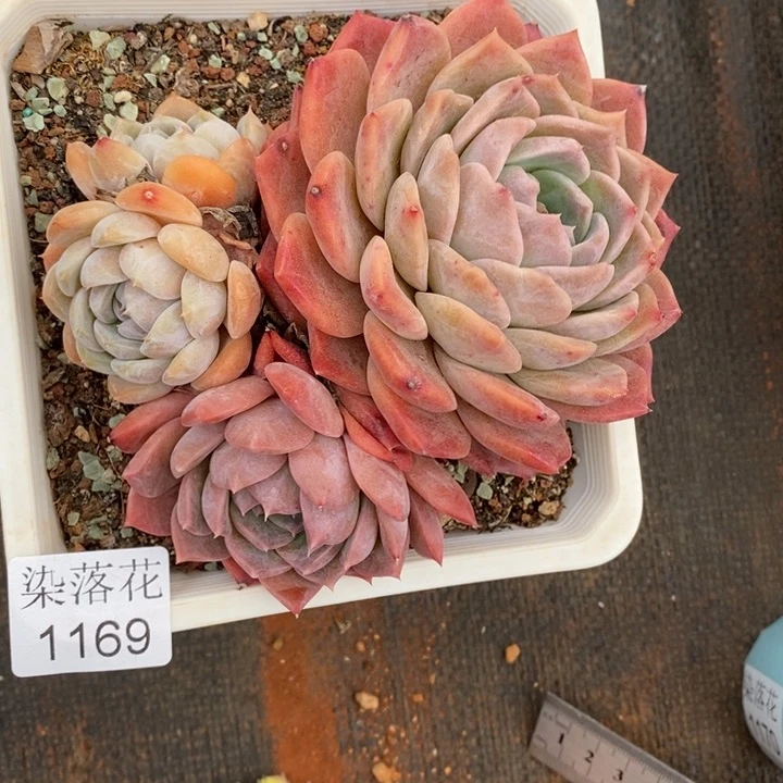 尐*糊精品多肉植物1169散价