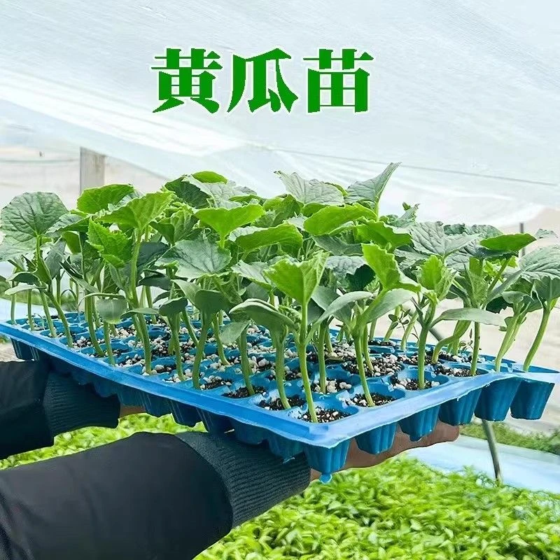 三匹狼农场水果黄瓜苗密刺黄瓜秧苗带土盆栽菜园春季蔬菜水果瓜苗