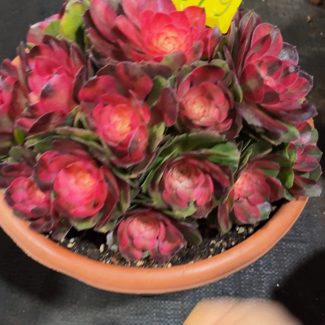 哈哈多肉葡萄荔枝079