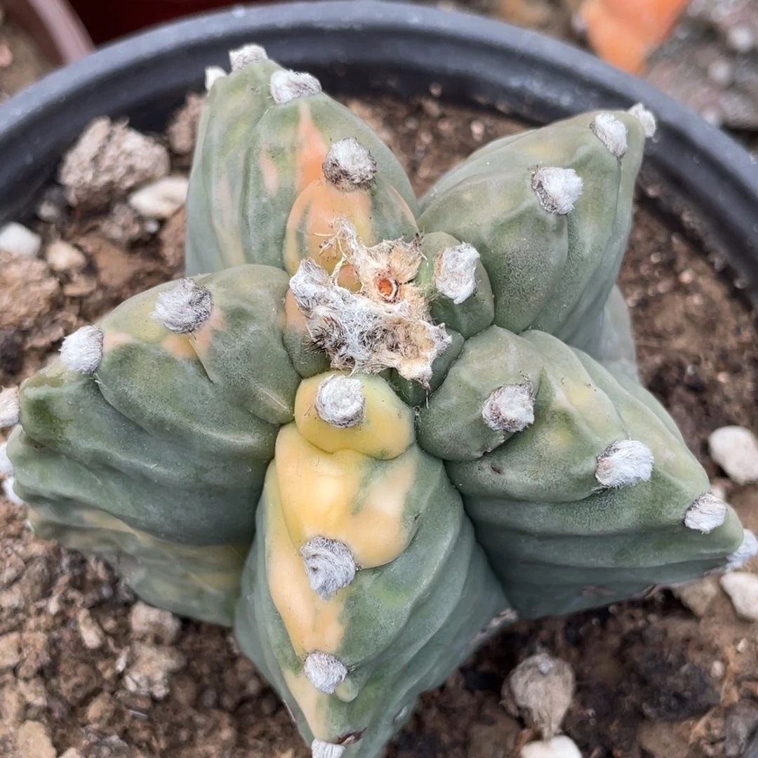 无花朵自根龟甲鸾凤玉锦015