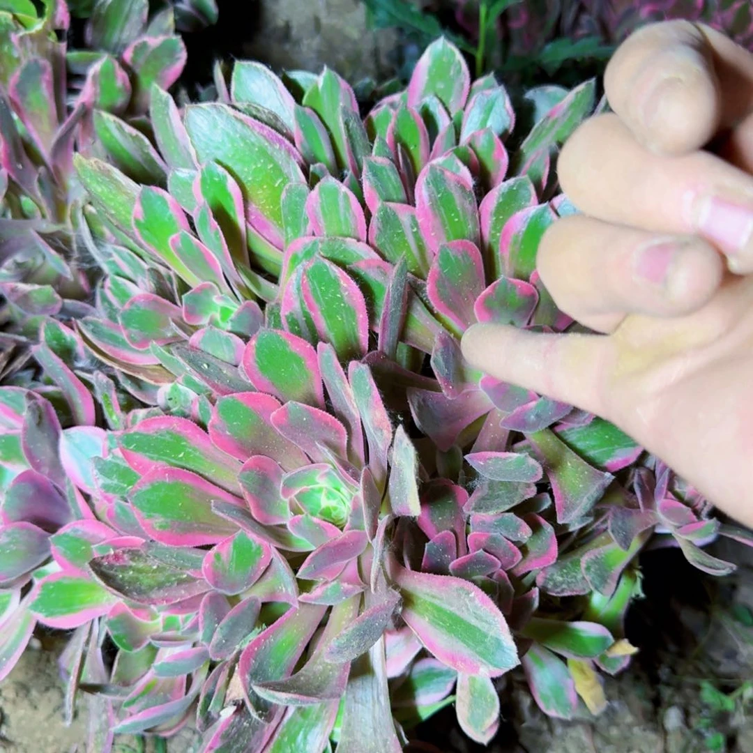 超大浣纱法师满20包邮