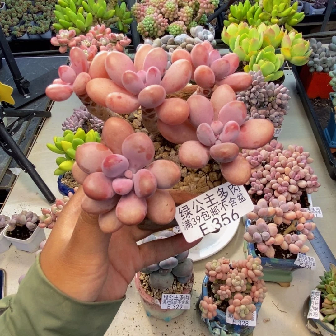 鸽*356糖果桃蛋多肉8cm