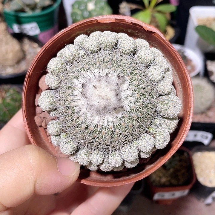 515大乌月丸仙人球