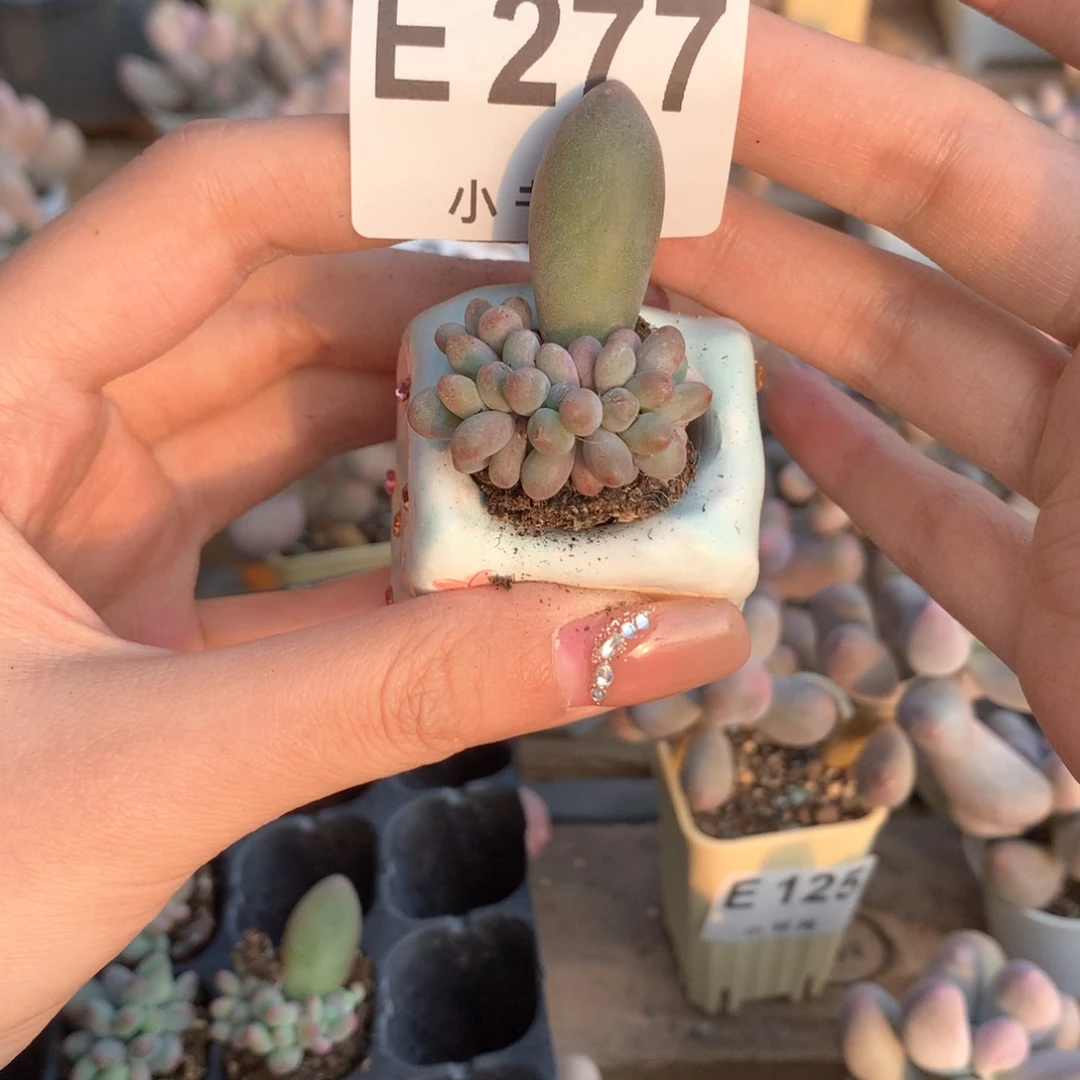 苹果奶苹果奶277