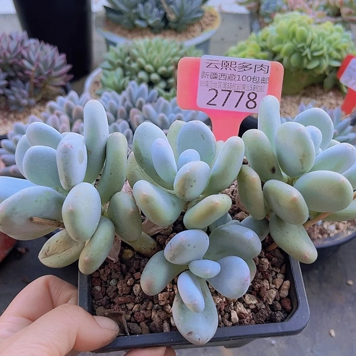 2778大叶奶。