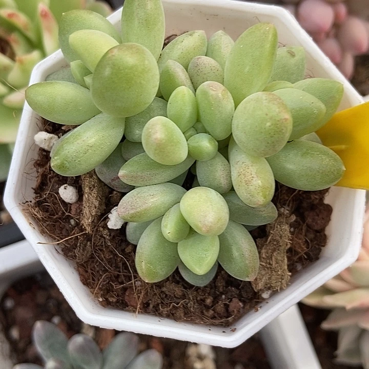 橙色奇迹617多肉植物