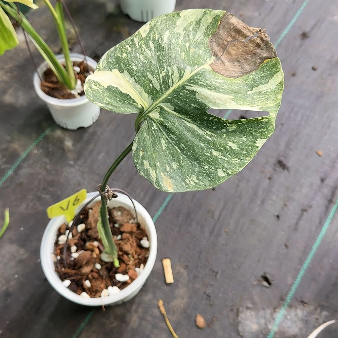 无花朵?***渡绿雪一叶一芽V6
