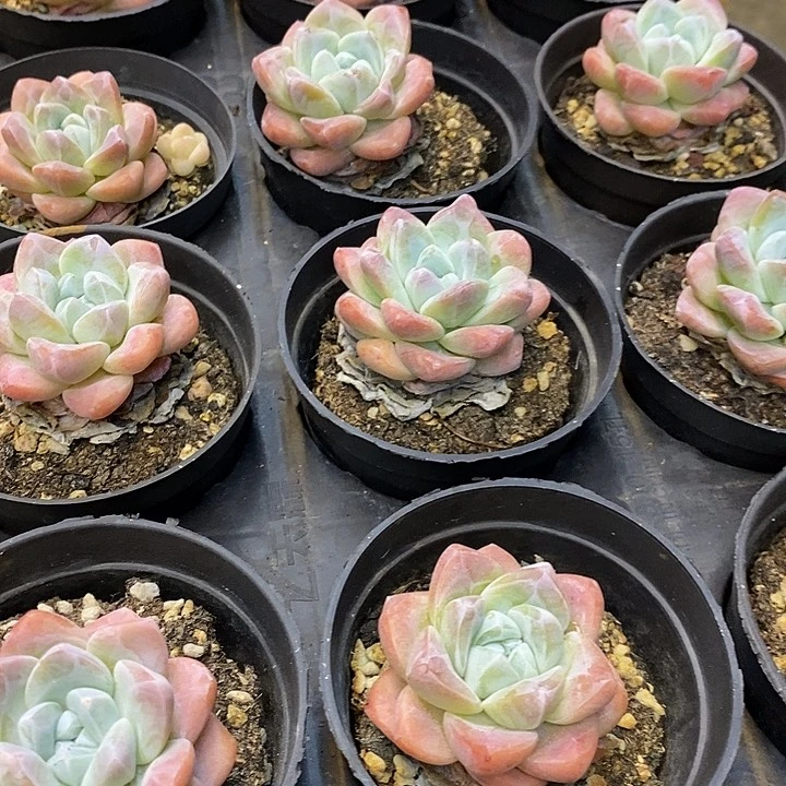 单头奶油冰玉福利多多