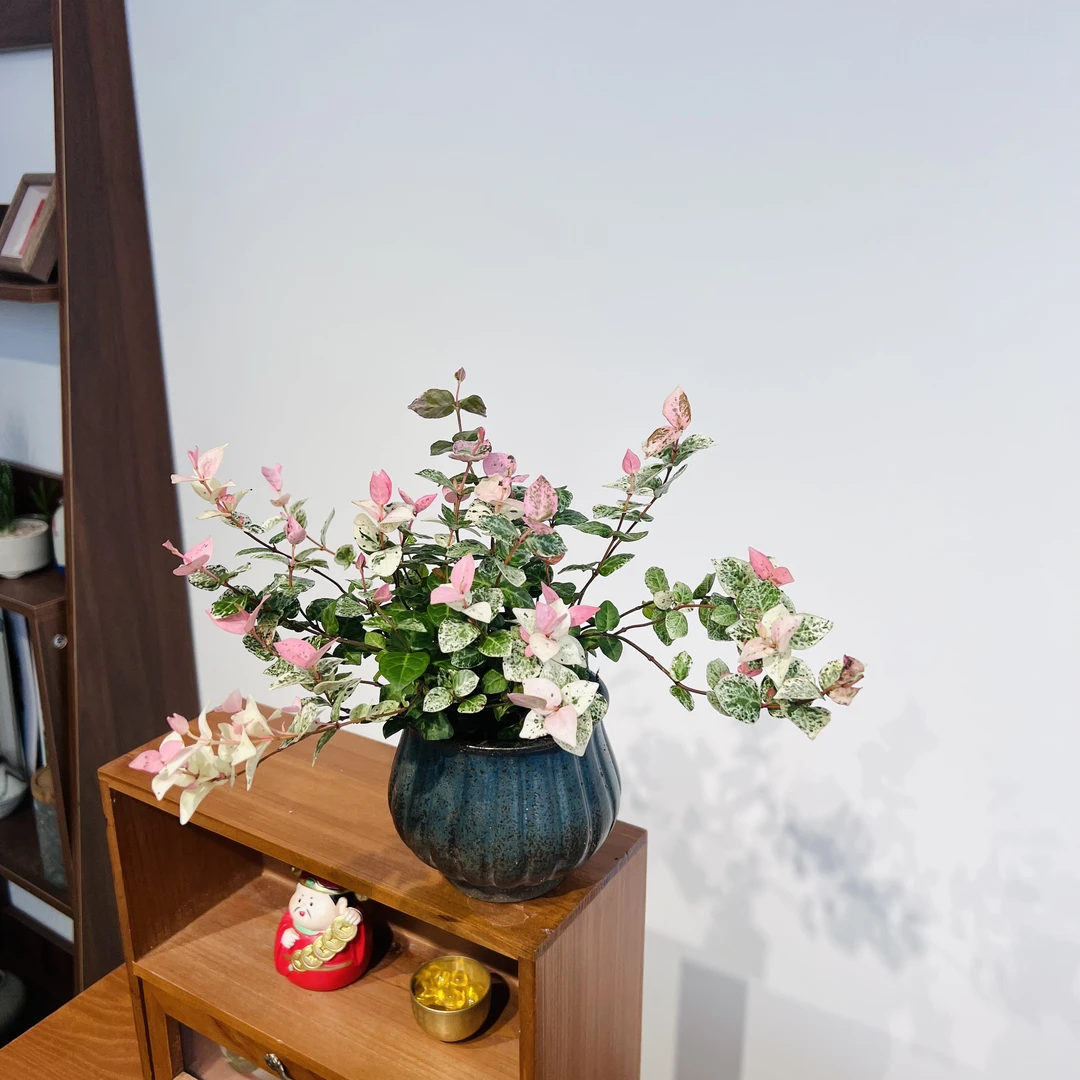 花叶洛石室内好养带粉色叶子带盆种好