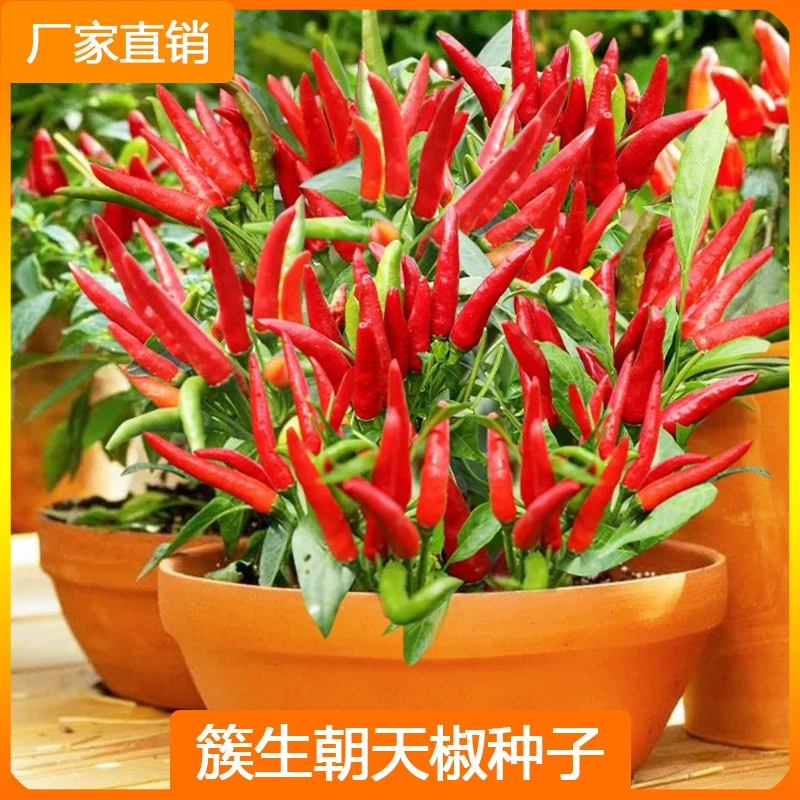 簇生朝天椒种子辣椒种籽四季盆栽蔬菜简单播种不生虫