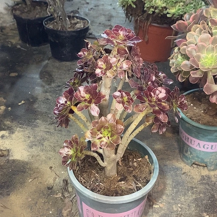 黑法多肉植物023