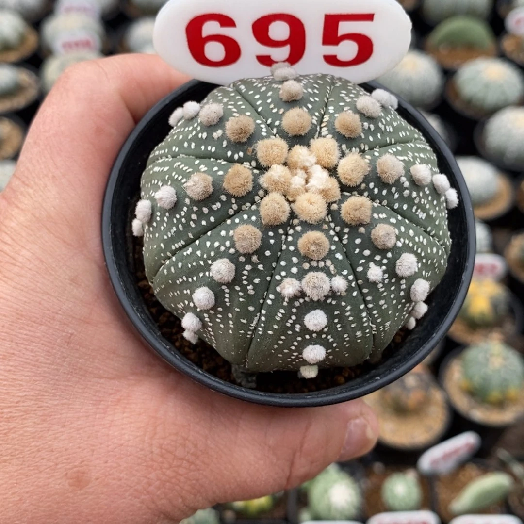 695特价系列来哦