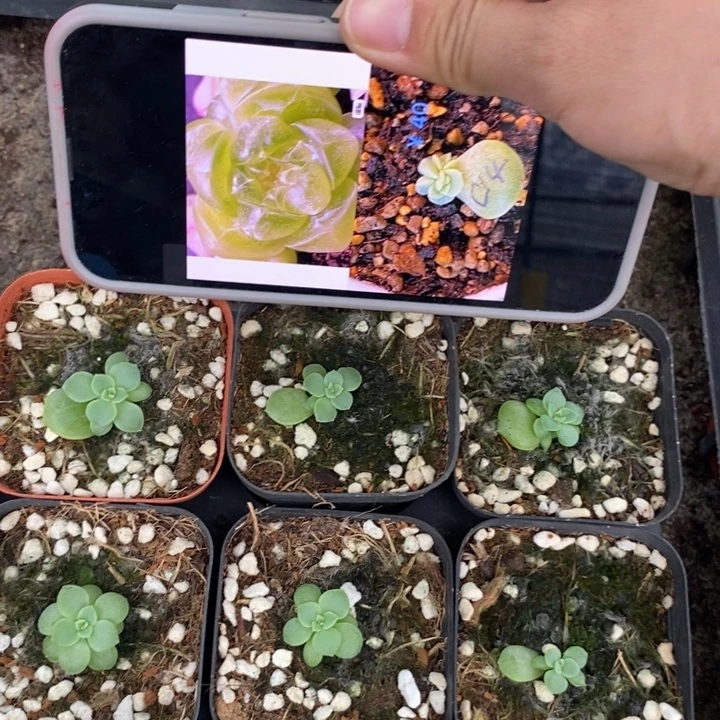 标146花开财富c14一个量拍