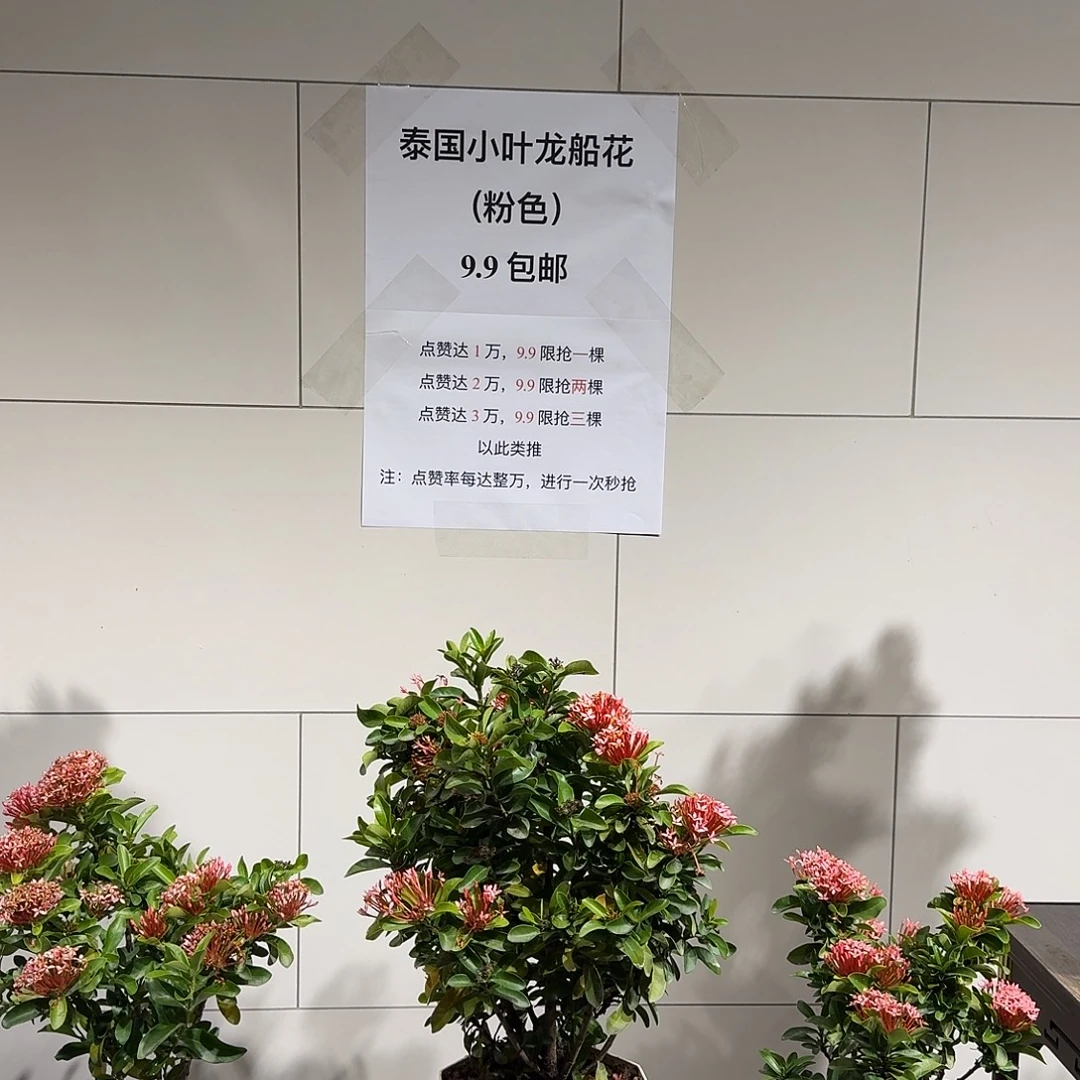 全部花朵泰国粉龙船花