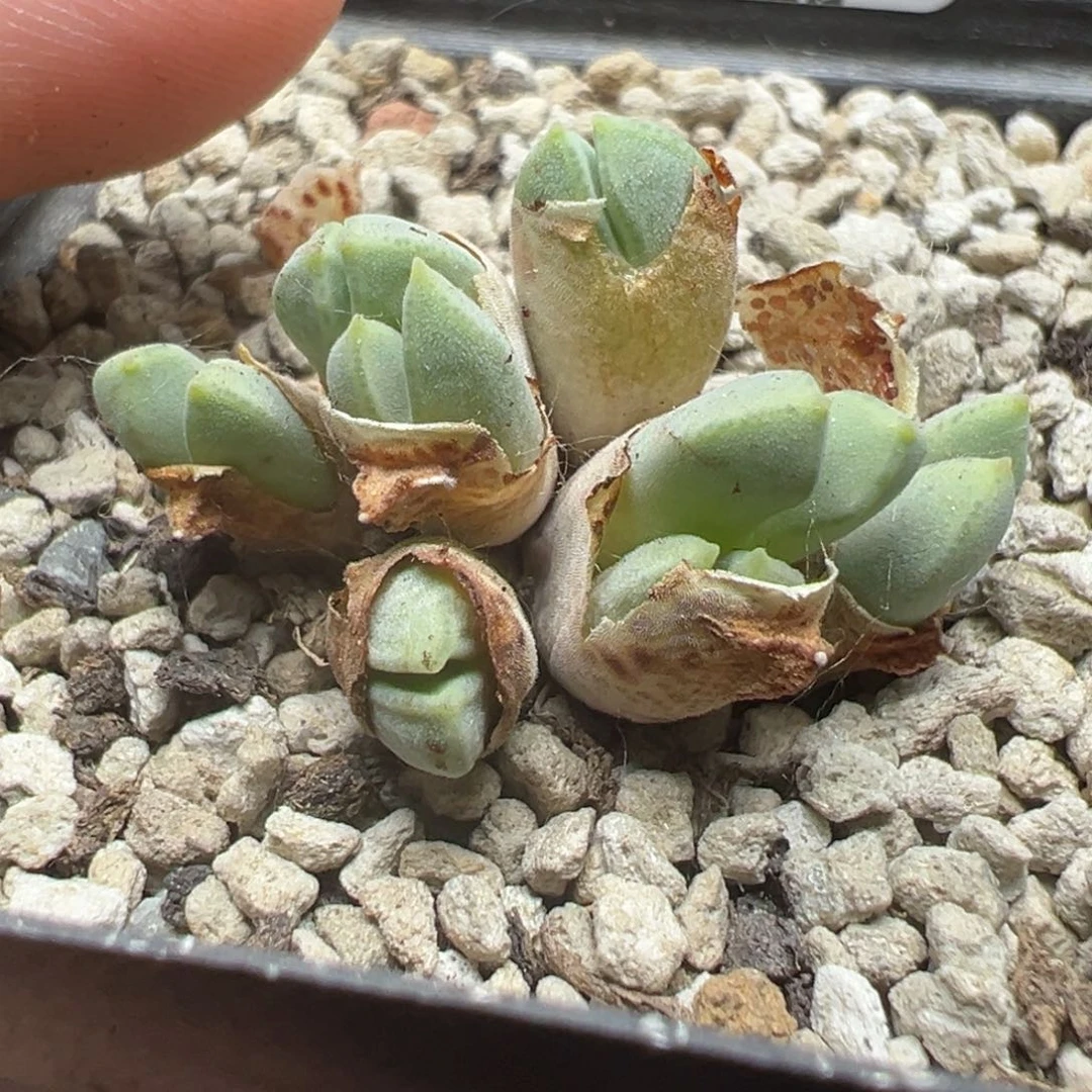 【闪购商品】097……