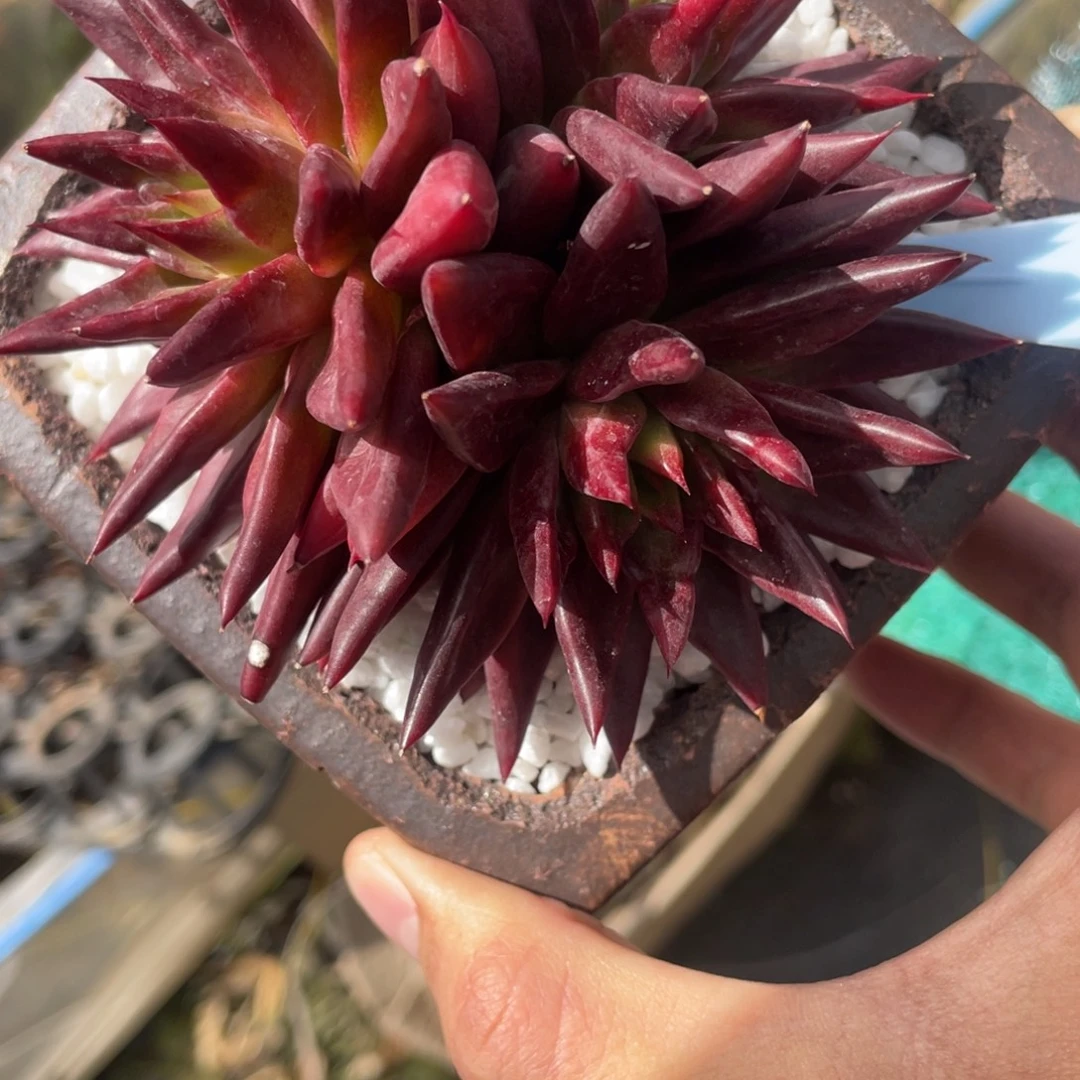 灵魂杂多肉植物盆栽多肉