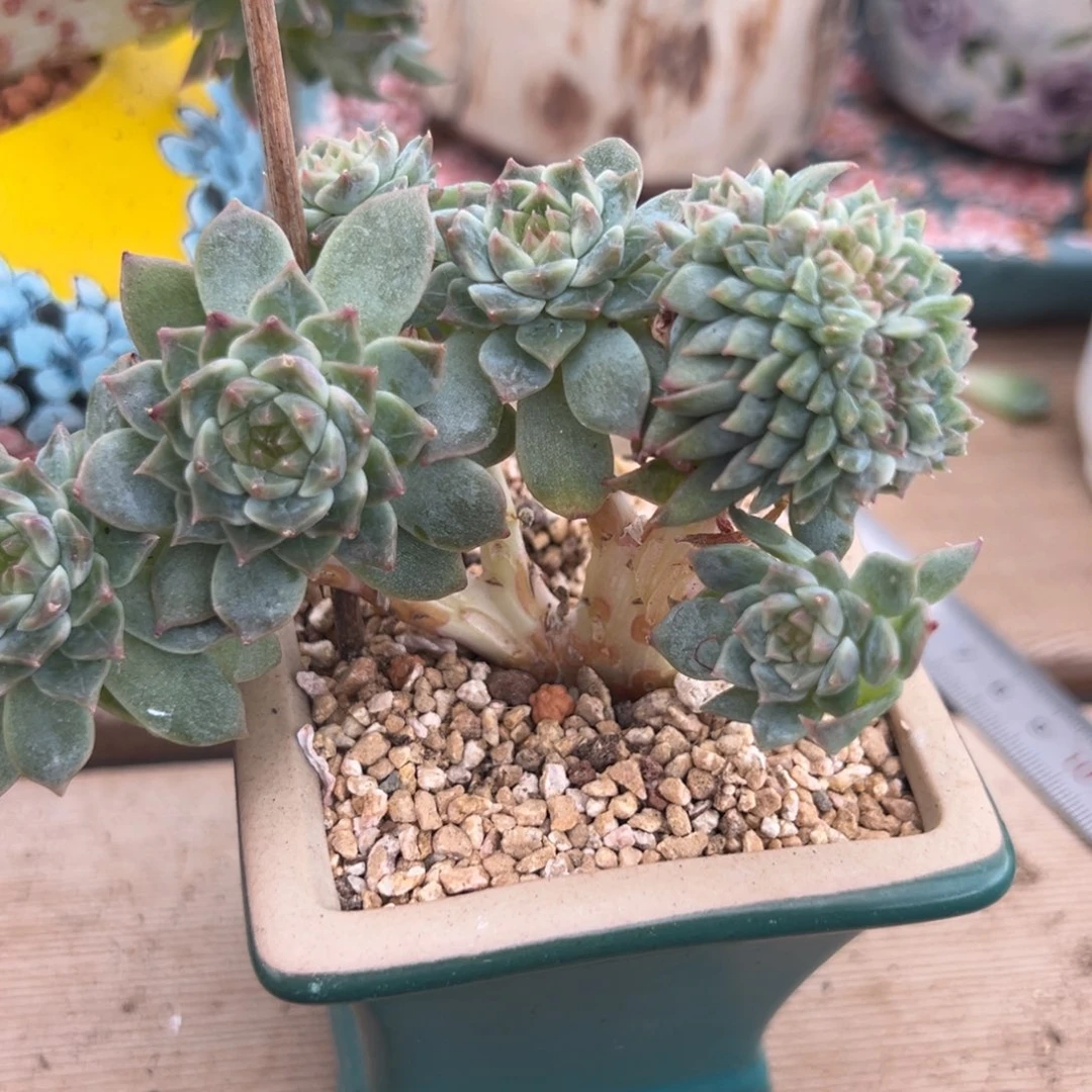 黄钻 新年快乐 新年快乐