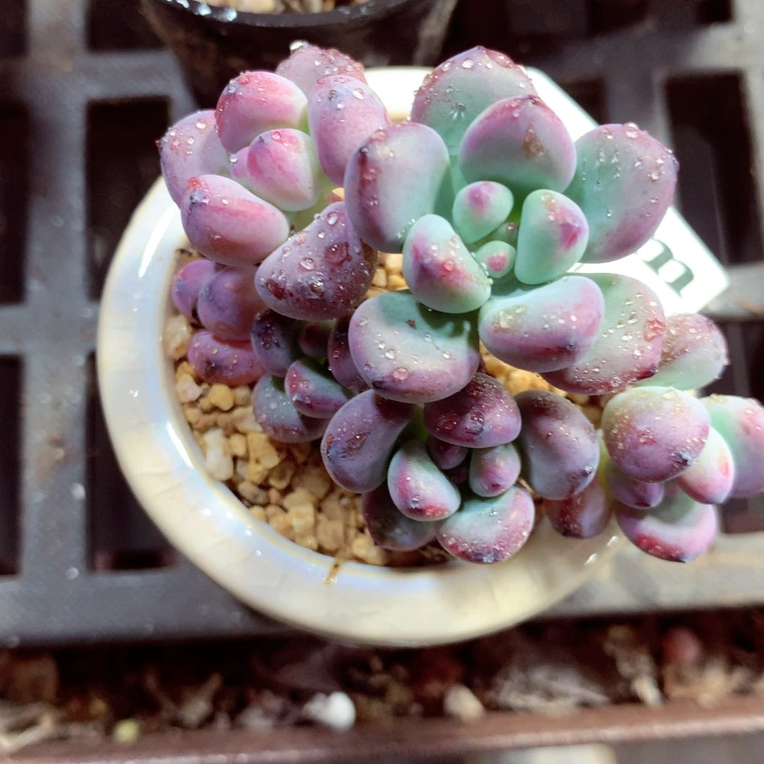 5厘米盆精控多肉739