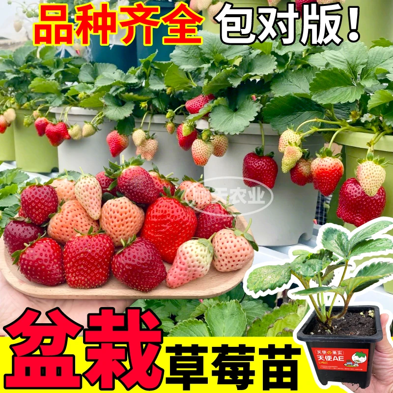 盆栽草莓秧苗带土盆粉玉红颜真红美玲天使ae白黑红果草莓阳台小院