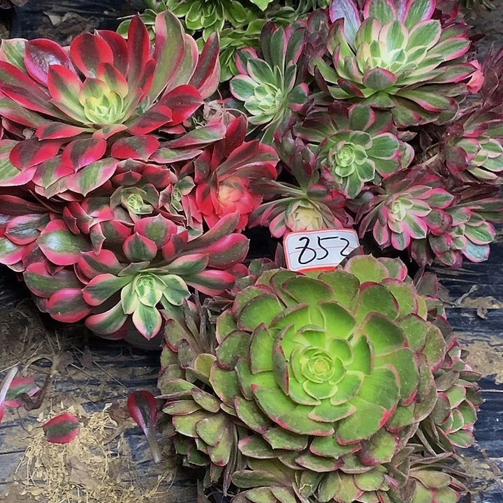 简***单粉花妖粉女妖孔雀翎三棵852号