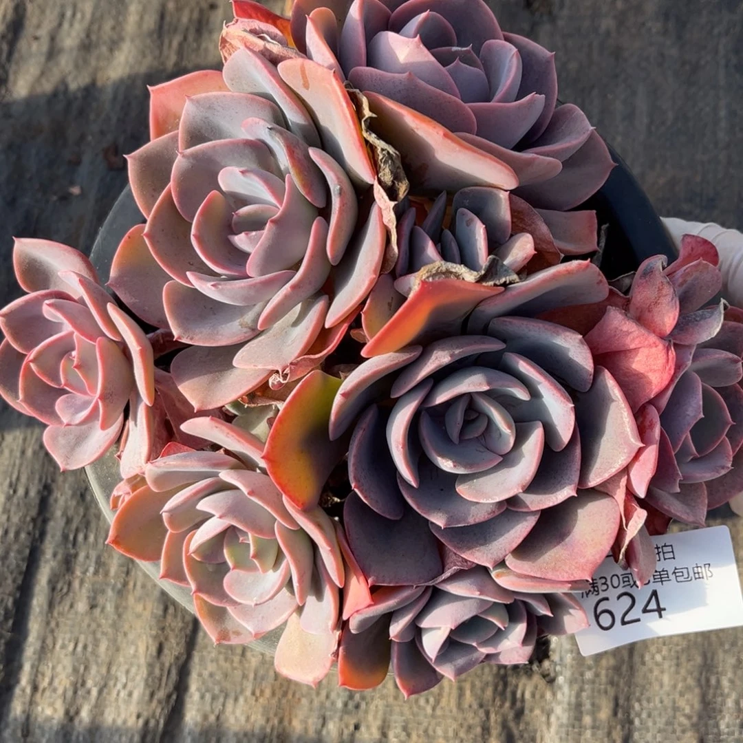 624尘埃玫瑰多肉植物