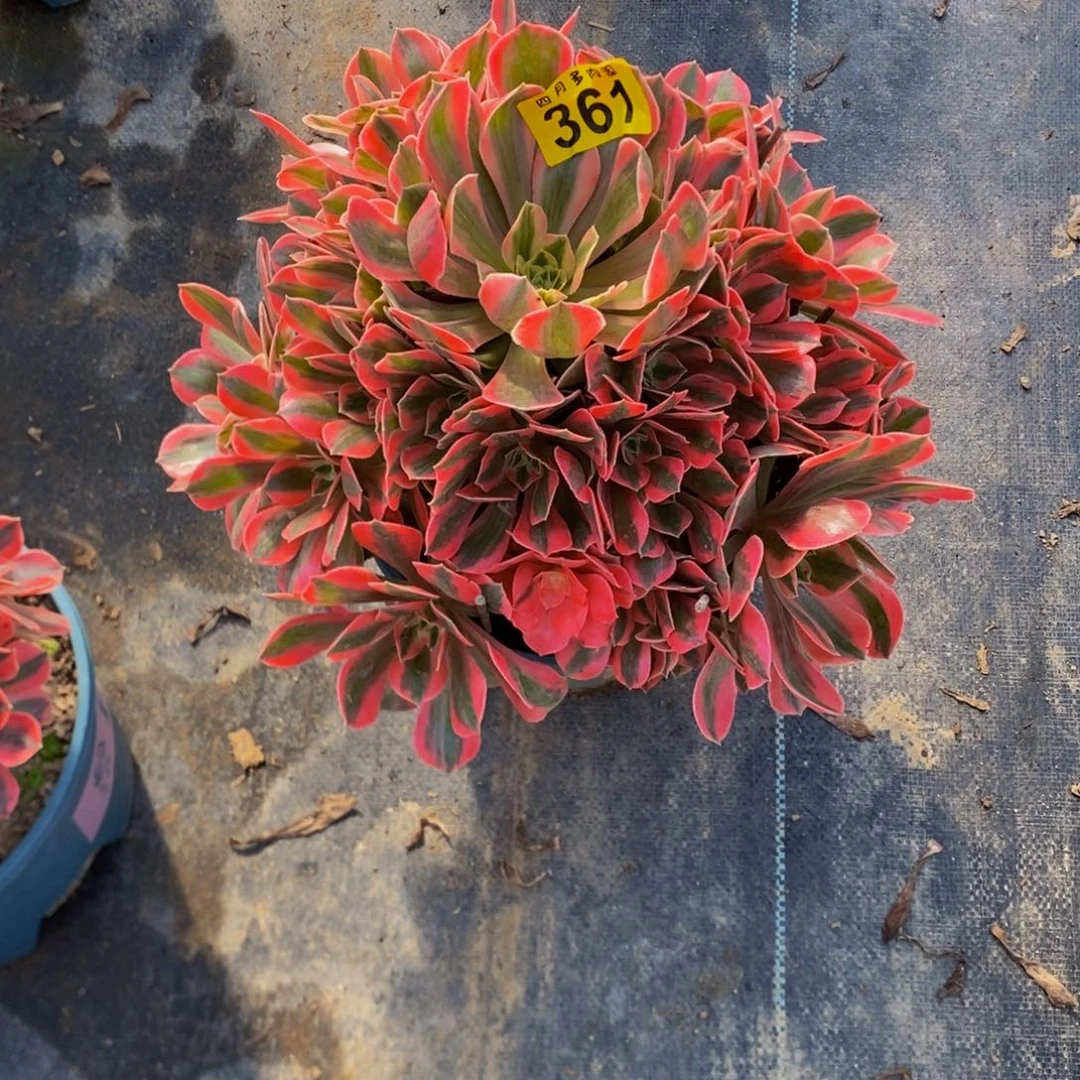 *****多肉00000361女妖