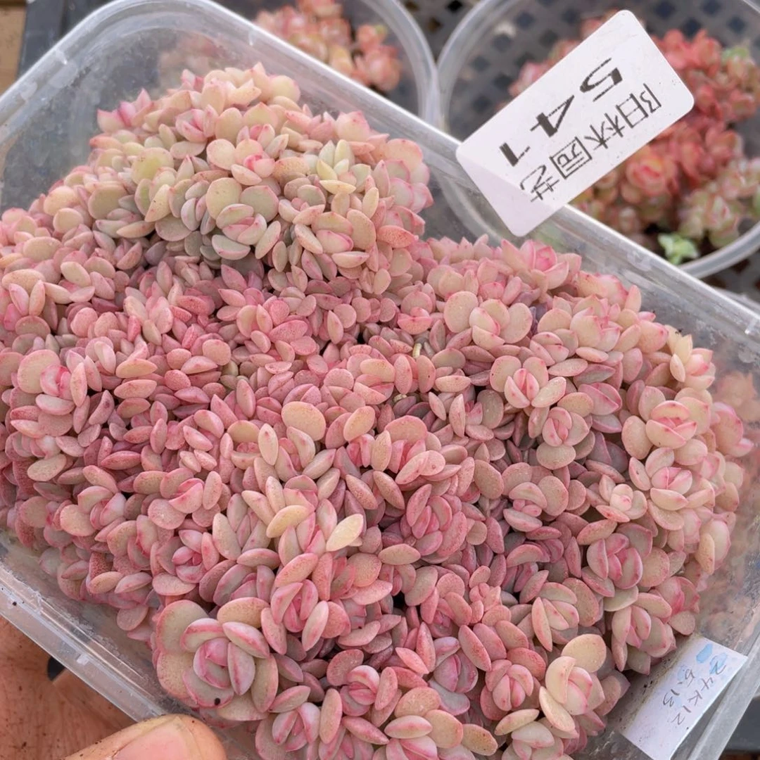 大*妮多肉植物多肉植物541