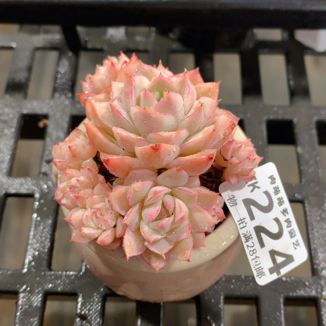 肉萌萌拇指盆精控多肉ZK224