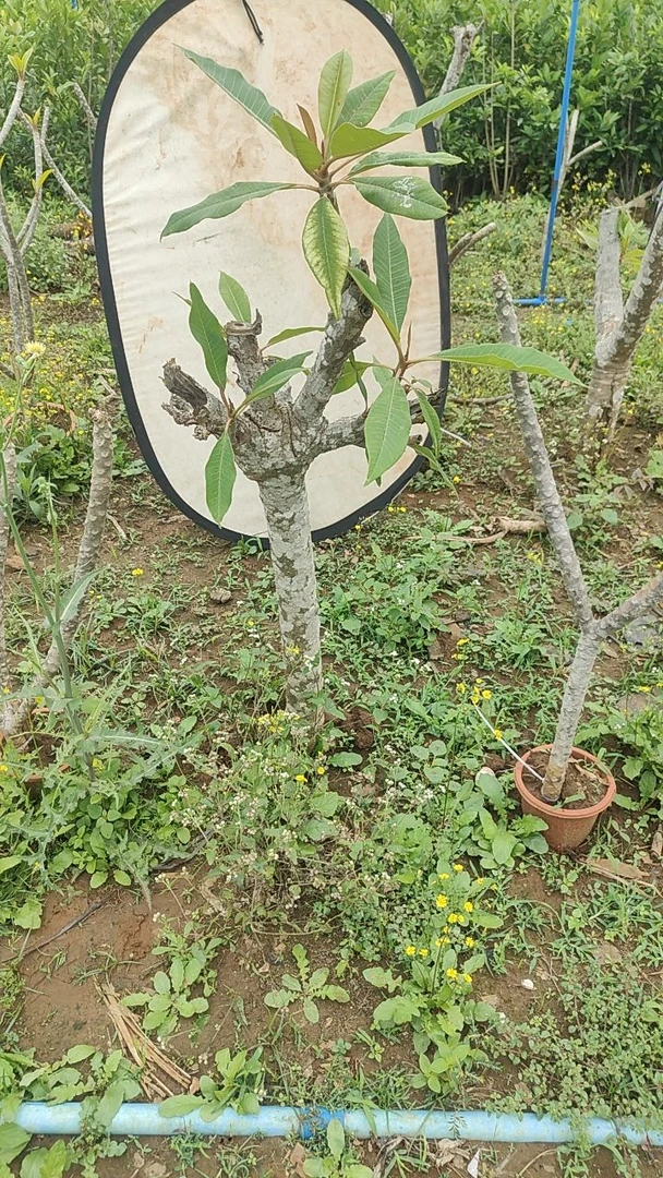 鸡蛋花老树桩五公分到六公分