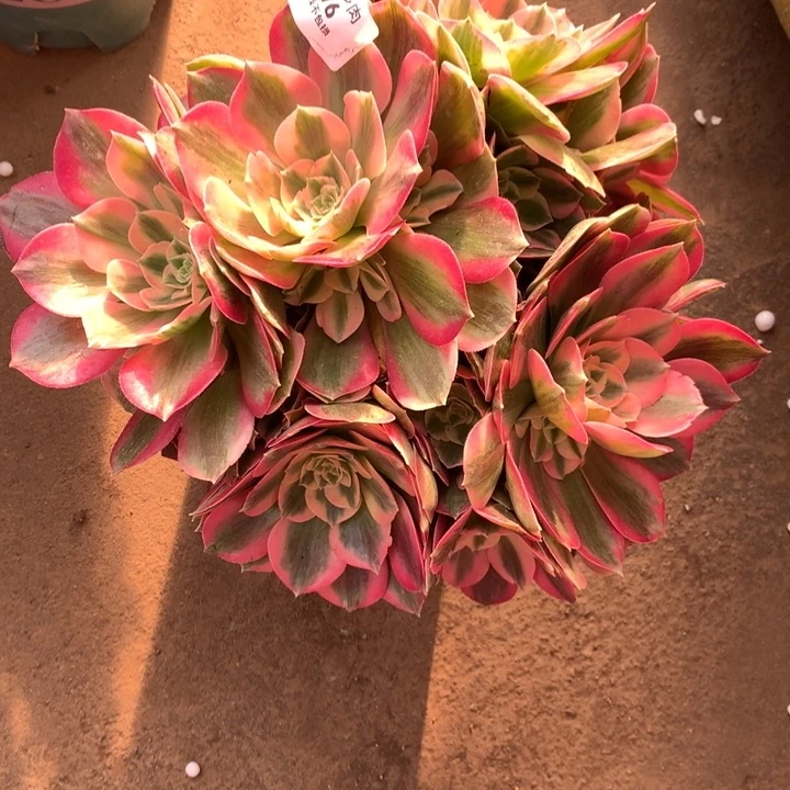 D****飘1476粉女郎多肉植物