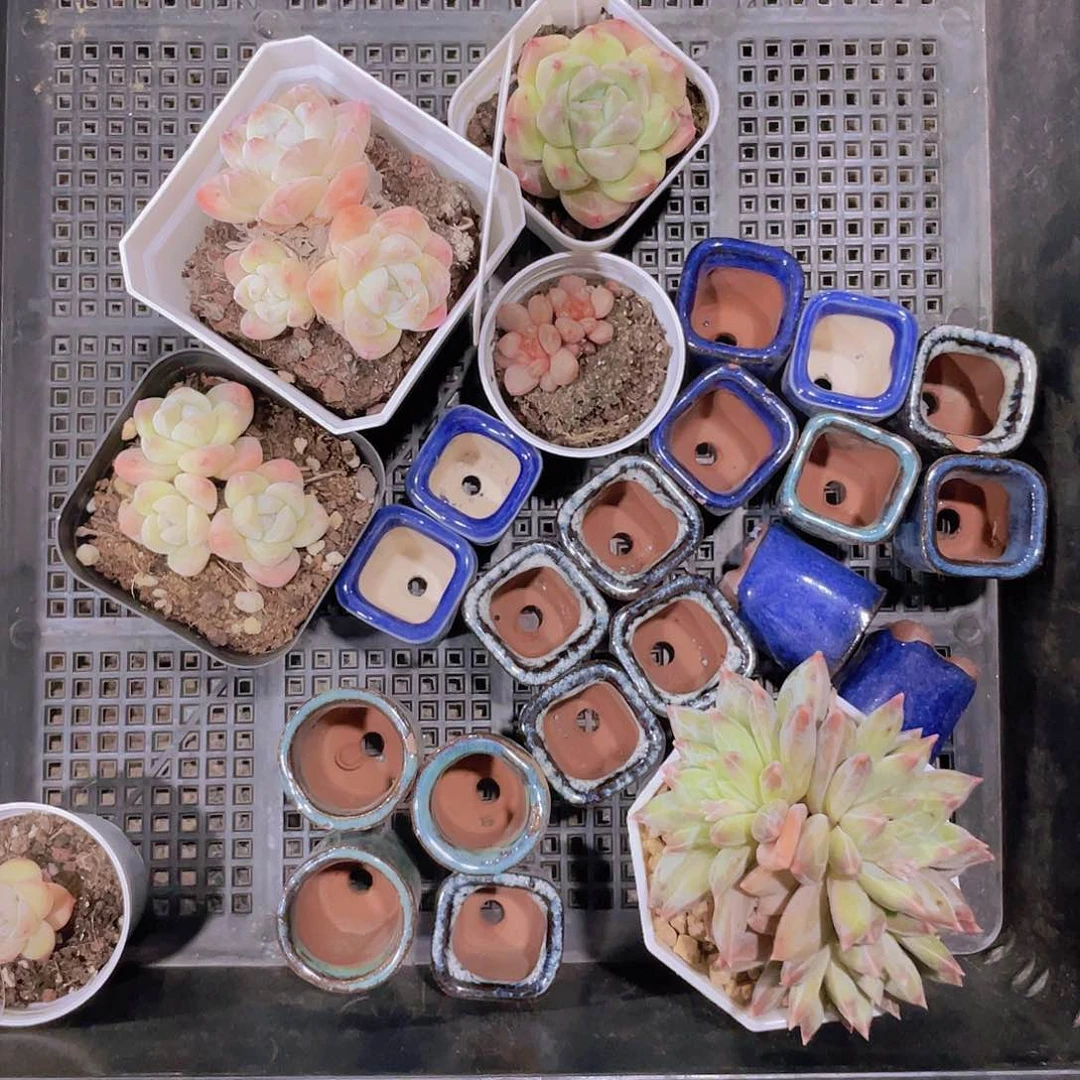 r*.小表妹啊一物一拍