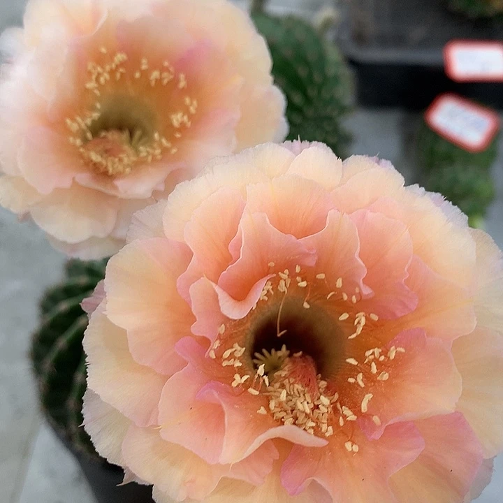 无花朵双花 无根 一代 侧芽
