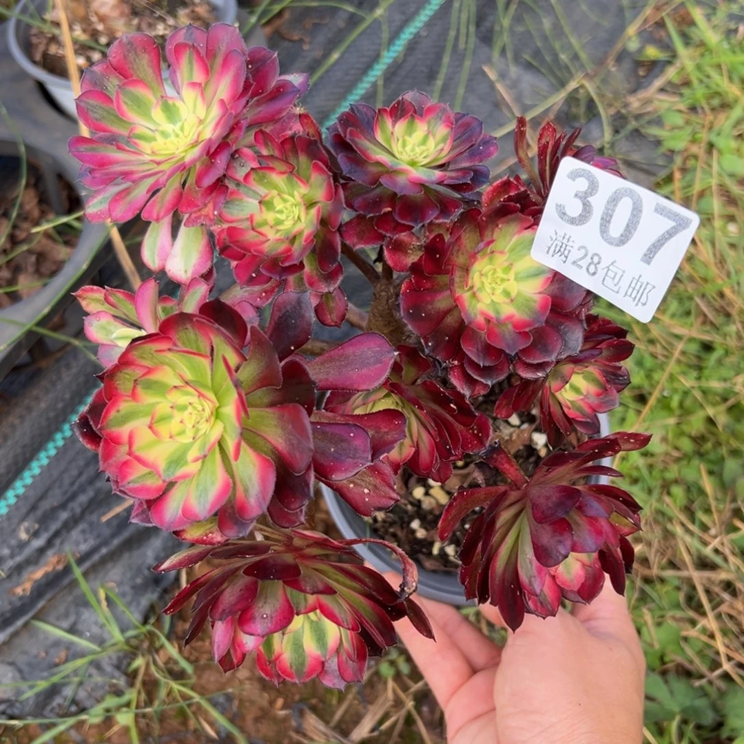 多肉植物307无售后