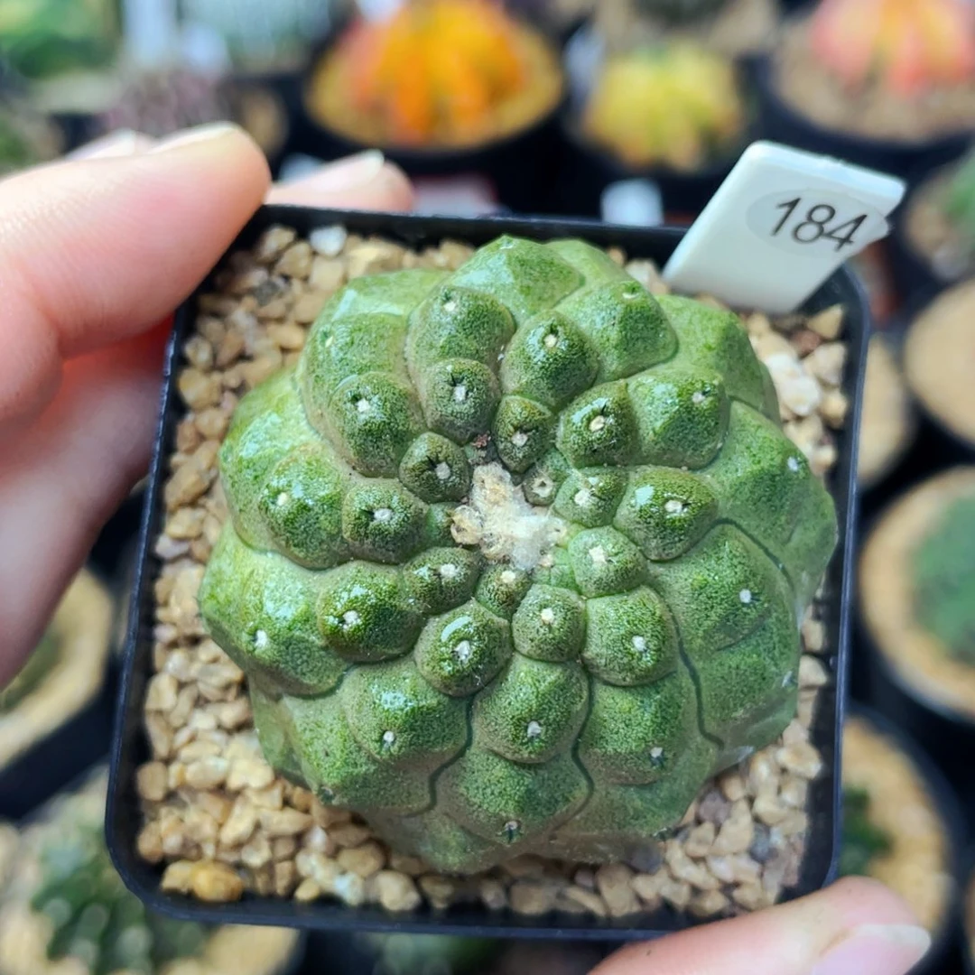 ?**?蜥蜴皮盆5公分满25包邮裸根发货