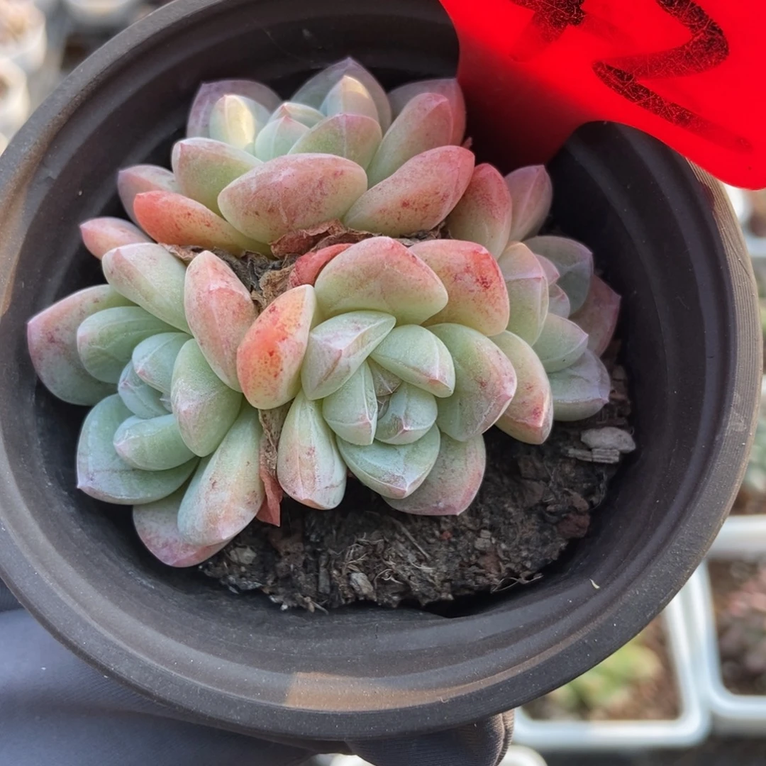 1742冰玉多肉植物多肉