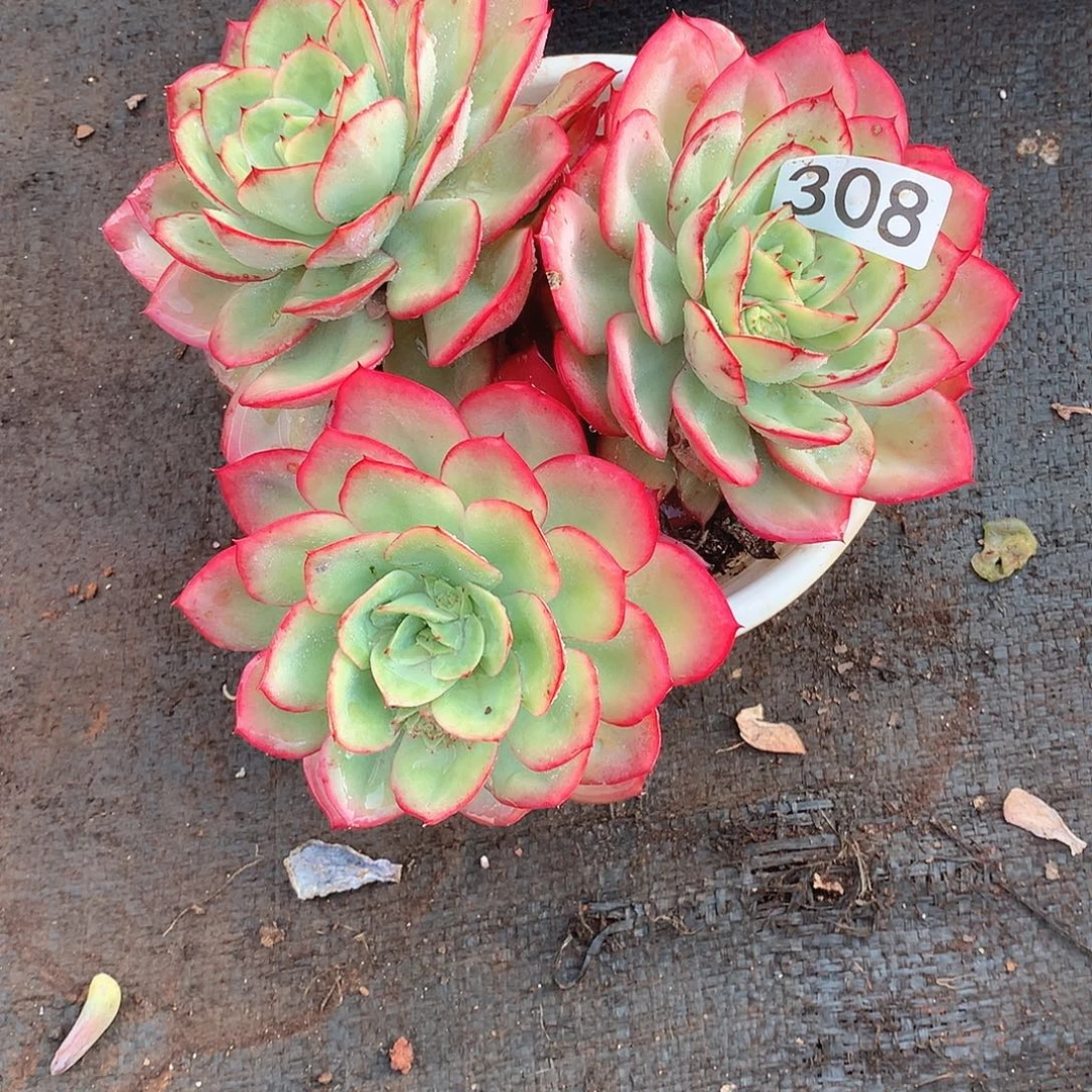 308牡丹亭 一物一拍多肉