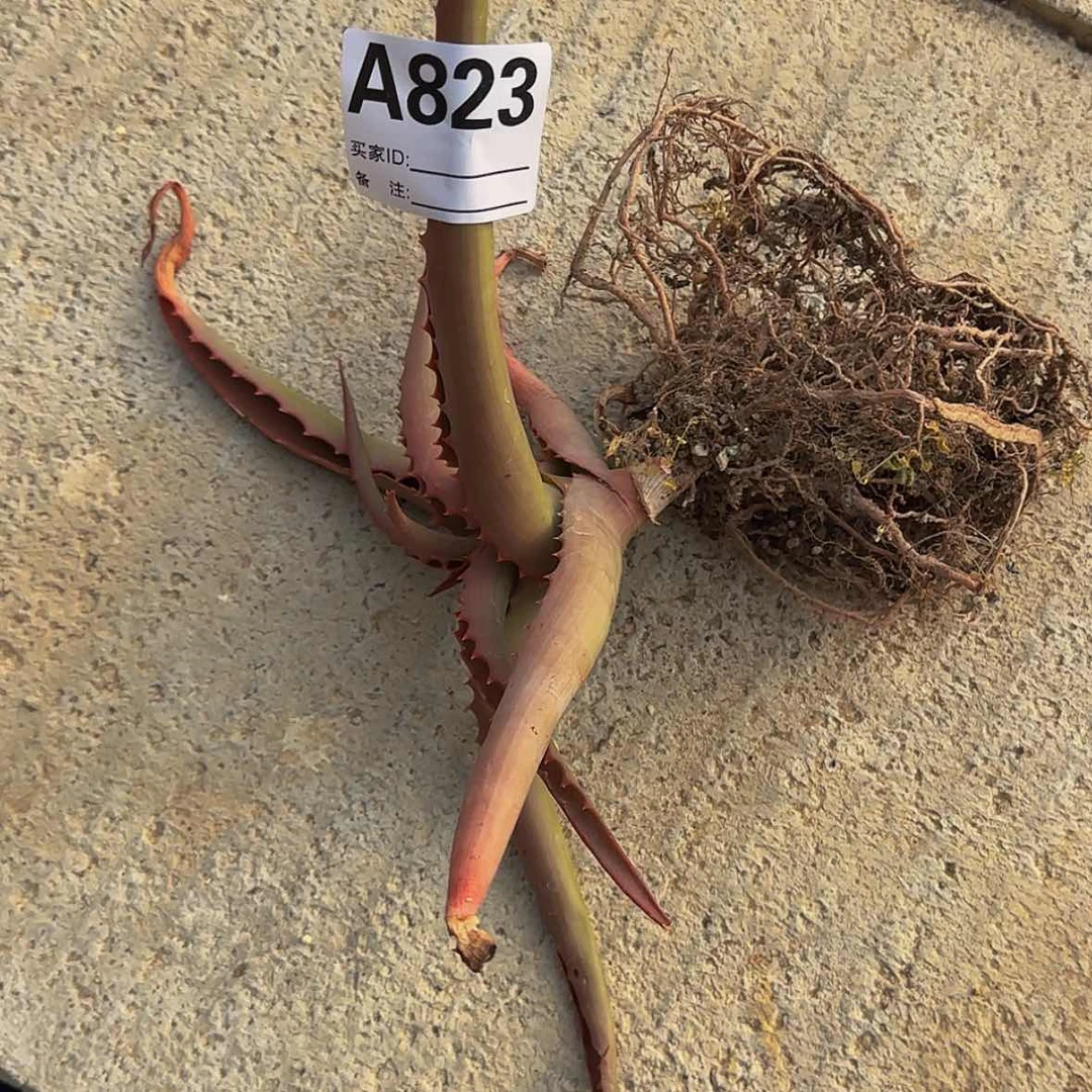 【闪购商品】G****X块根植物