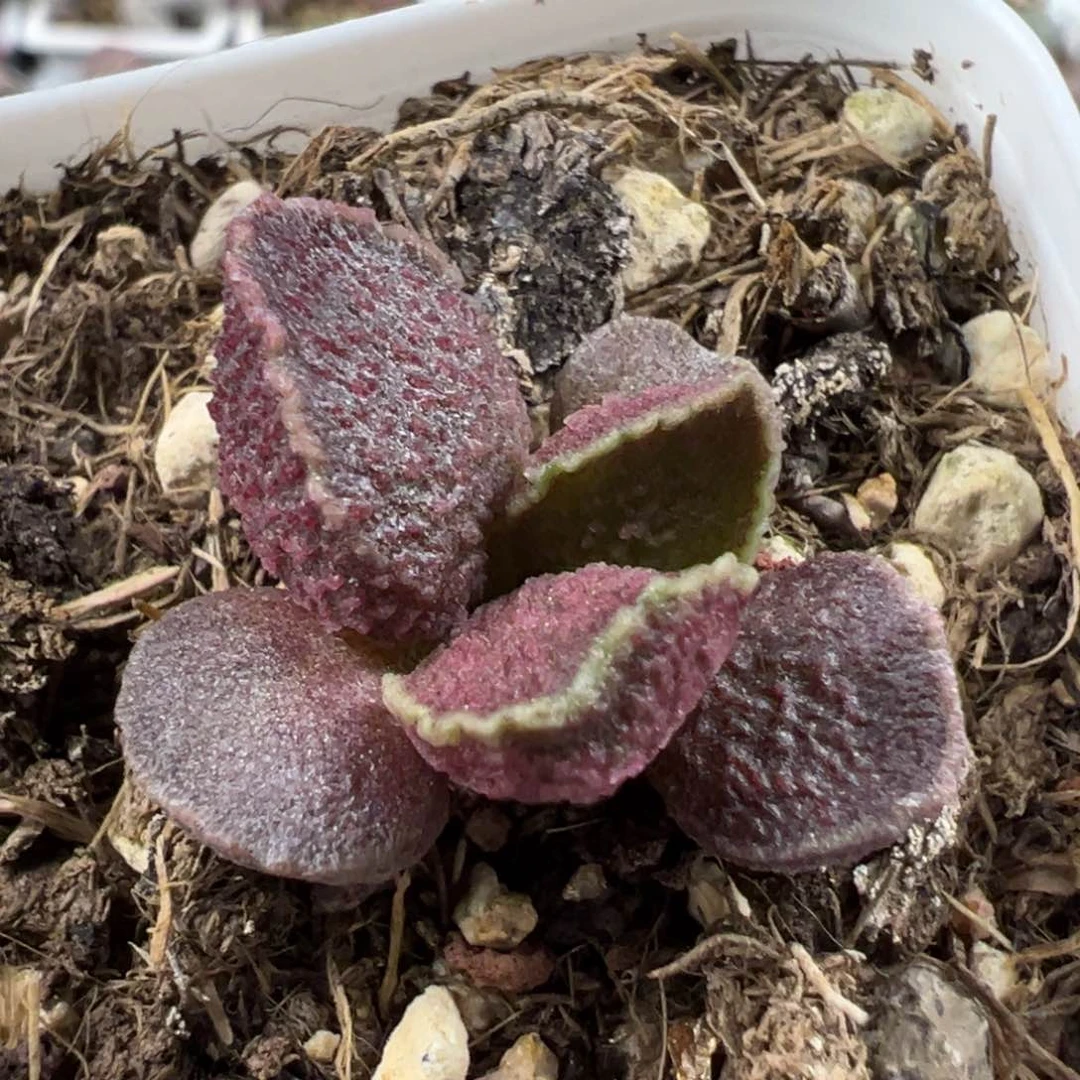 波浪边紫色系实生新品